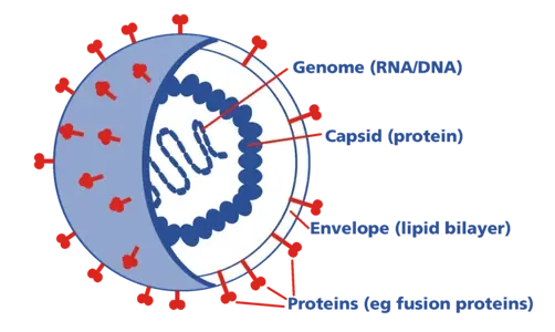 Covid molecule diagram Covid molecule diagram